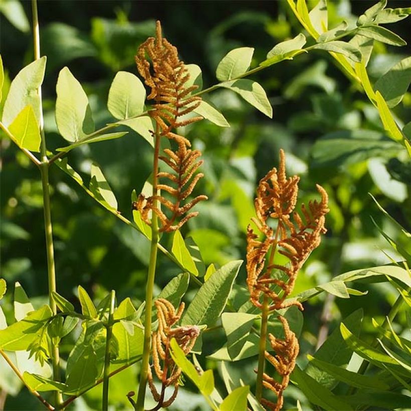 Osmunda japonica - Japanese Royal Fern (Flowering)
