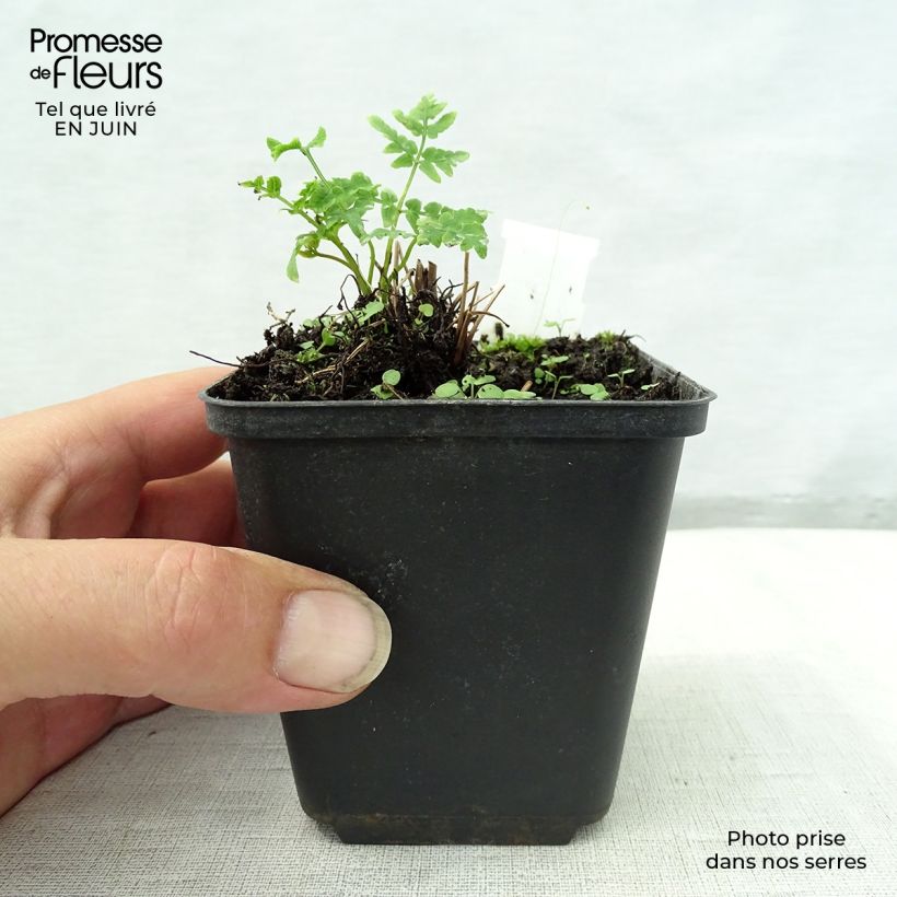 Osmunda japonica - Japanese Royal Fern 8/9 cm pot sample as delivered in summer