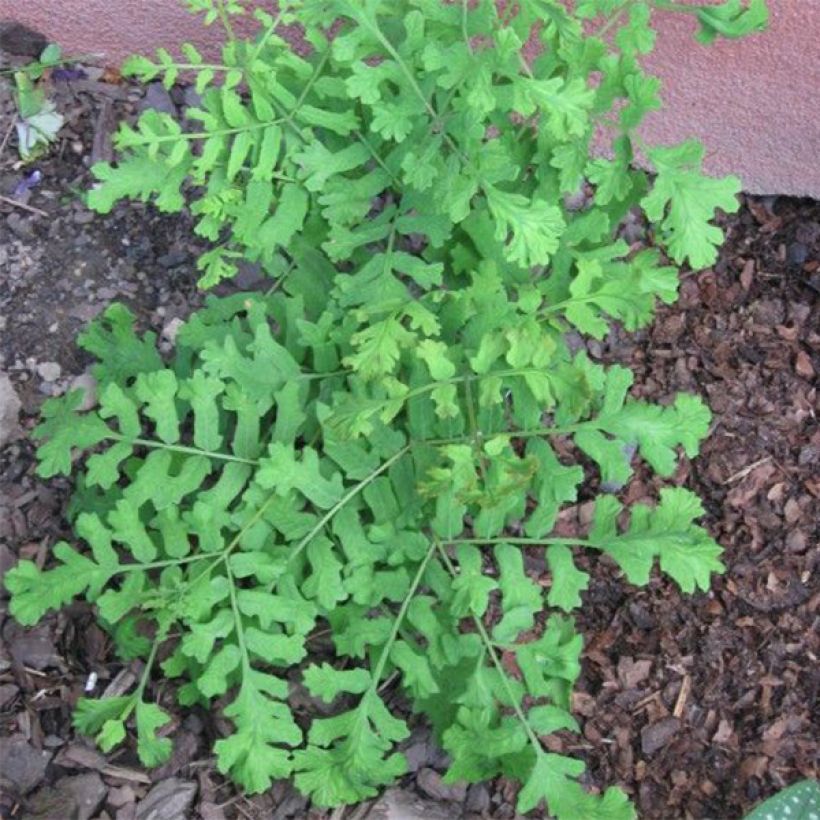 Osmunda regalis Cristata - Royal Fern (Plant habit)