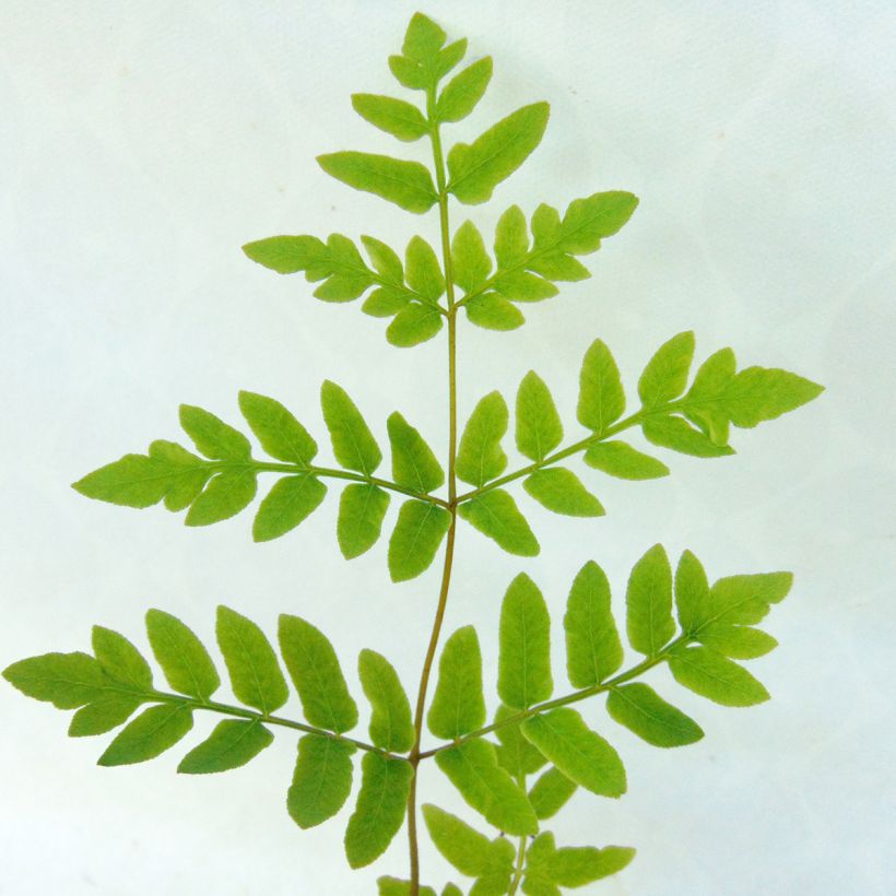 Osmunda regalis - Royal Fern (Foliage)