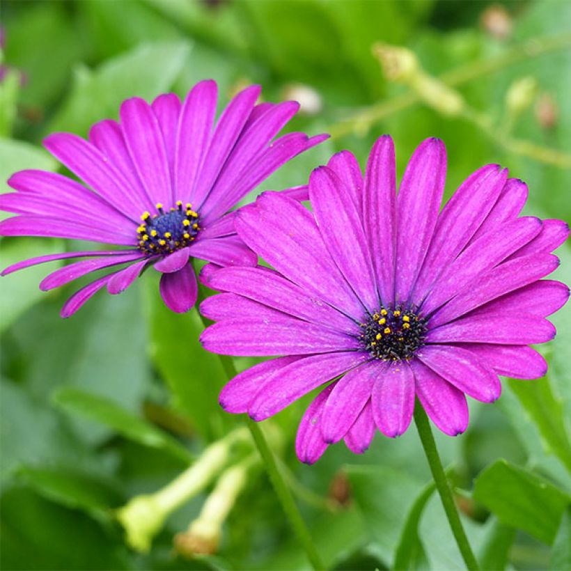 Osteospermum Tradewinds Trailing Deep Purple - Cape Daisy (Flowering)