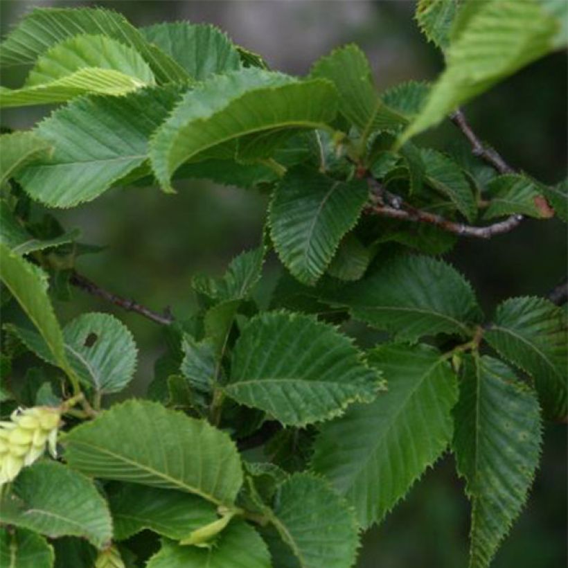 Ostrya carpinifolia (Foliage)