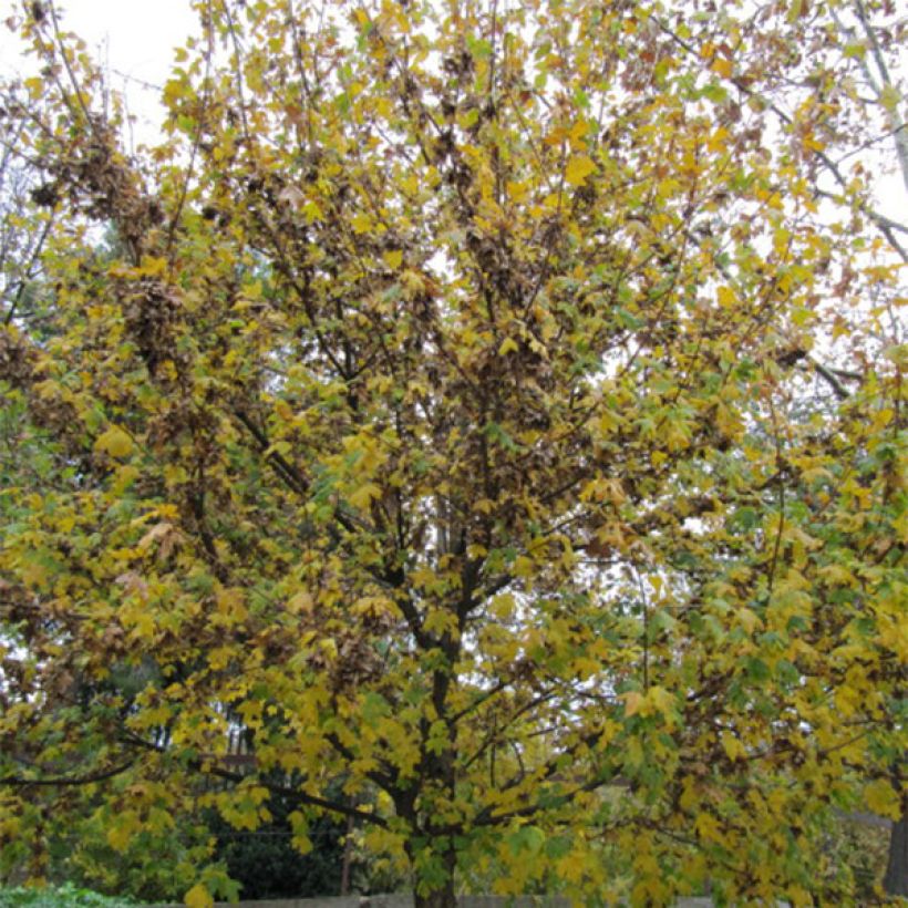 Ostrya carpinifolia (Plant habit)