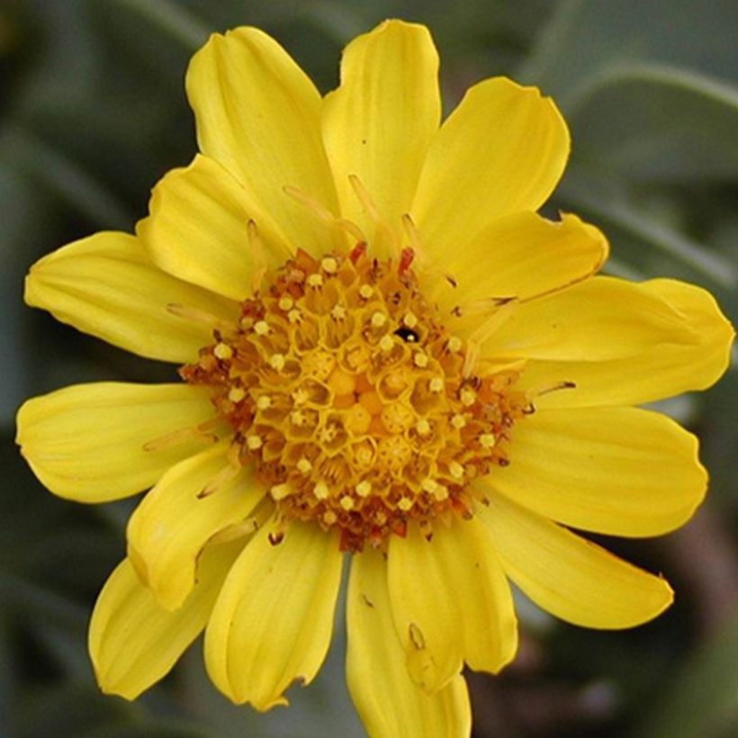 Othonna cheirifolia (Flowering)