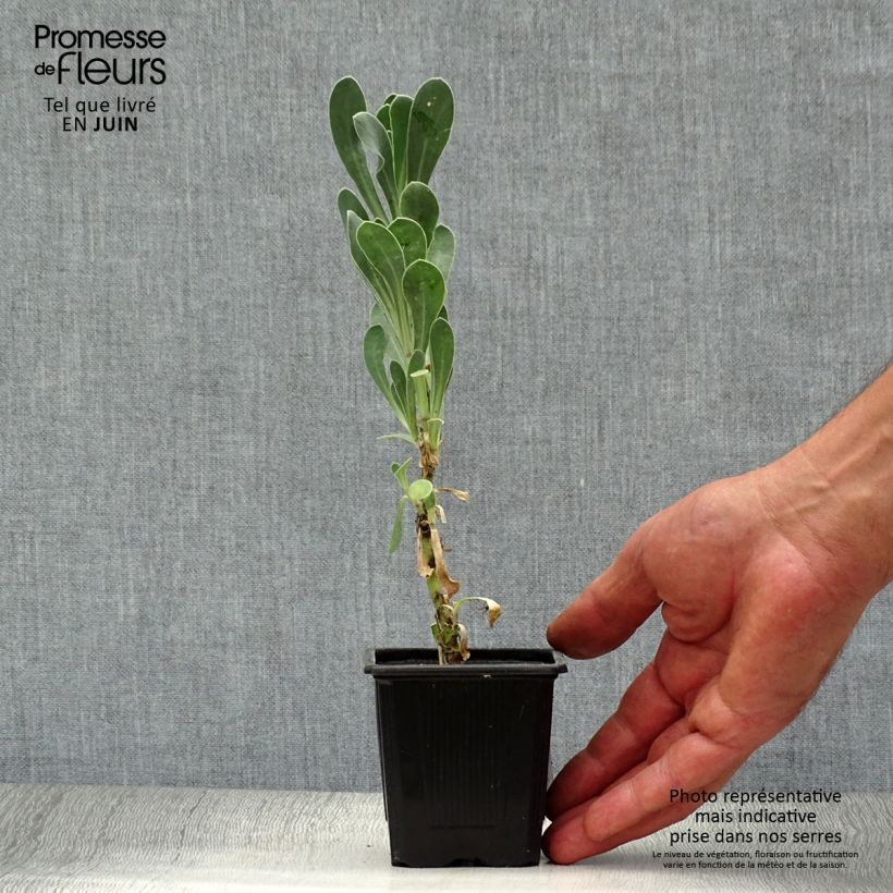 Othonna cheirifolia 8/9 cm pot sample as delivered in summer