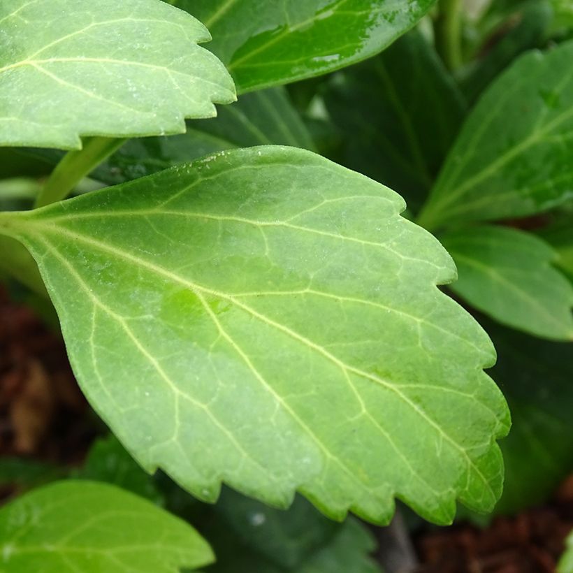Pachysandra terminalis Green Carpet - Japanese Spurge (Foliage)