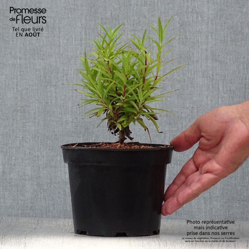 Penstemon Blackbird - Beardtongue 2L/3L pot sample as delivered in summer