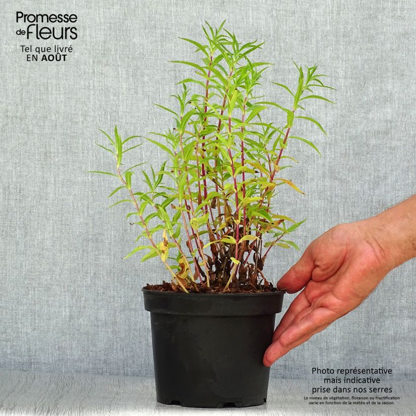 Penstemon Sour Grapes - Beardtongue 2L/3L pot sample as delivered in summer