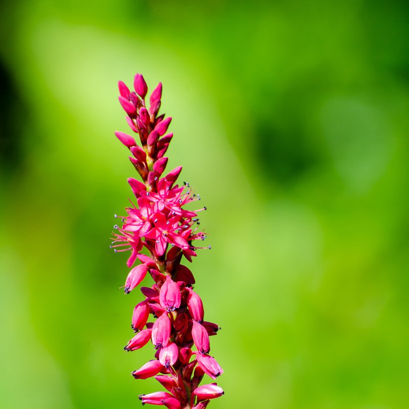 Persicaria amplexicaulis Amethyst Summer (Flowering)