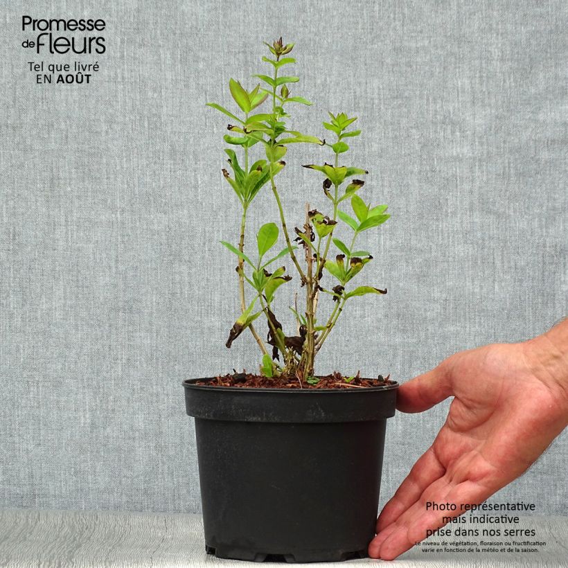 Phlox paniculata Amethyst en pot de 2L/3L sample as delivered in summer