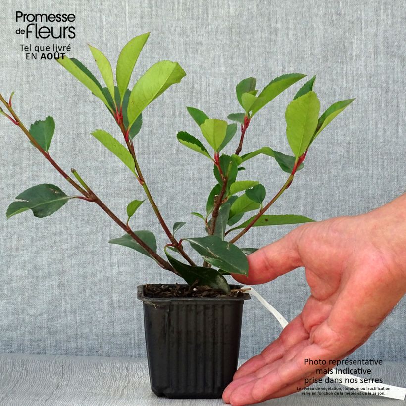 Example of Photinia fraseri Red Robin - Christmas Berry as you get in ete
