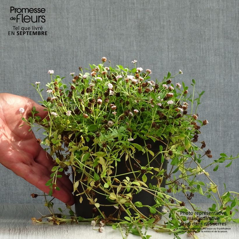 Phyla ou Lippia nodiflora - Verveine nodulaire en pot de 2L/3L sample as delivered in autumn