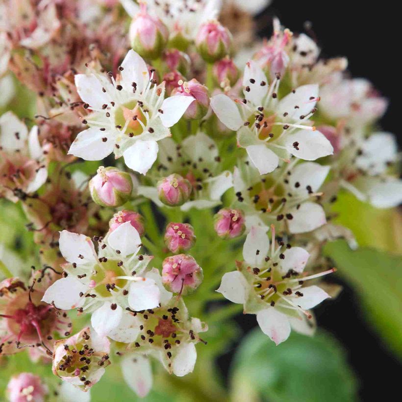 Physocarpus opulifolius Raspberry Lemonade - Ninebark (Flowering)