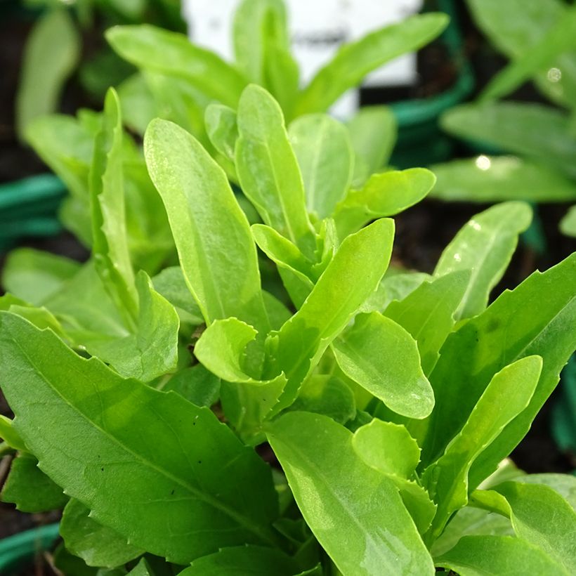 Physostegia virginiana Alba - Obedient Plant (Foliage)