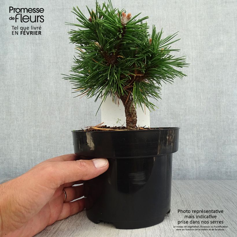 Pin de montagne - Pinus mugo Benjamin en pot de 2l/3l sample as delivered in autumn