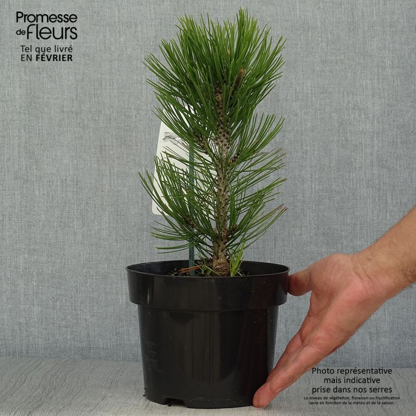 Pin de Bosnie - Pinus heldreichii Malinkii en pot de 2l/3l sample as delivered in autumn