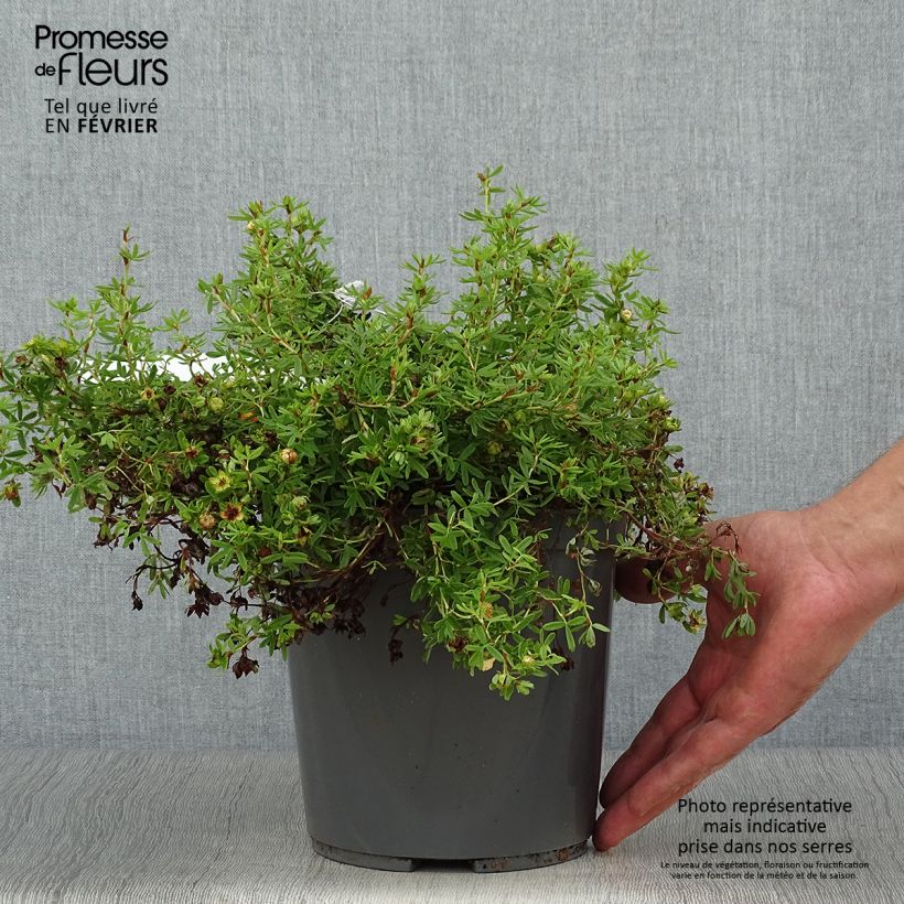 Potentille arbustive - Potentilla fruticosa Red Joker Pot de 3L/4L sample as delivered in autumn