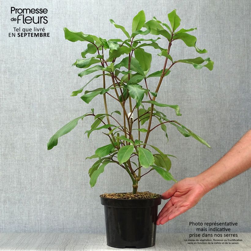 Pseudopanax laetus  Pot de 3L/4L sample as delivered in autumn