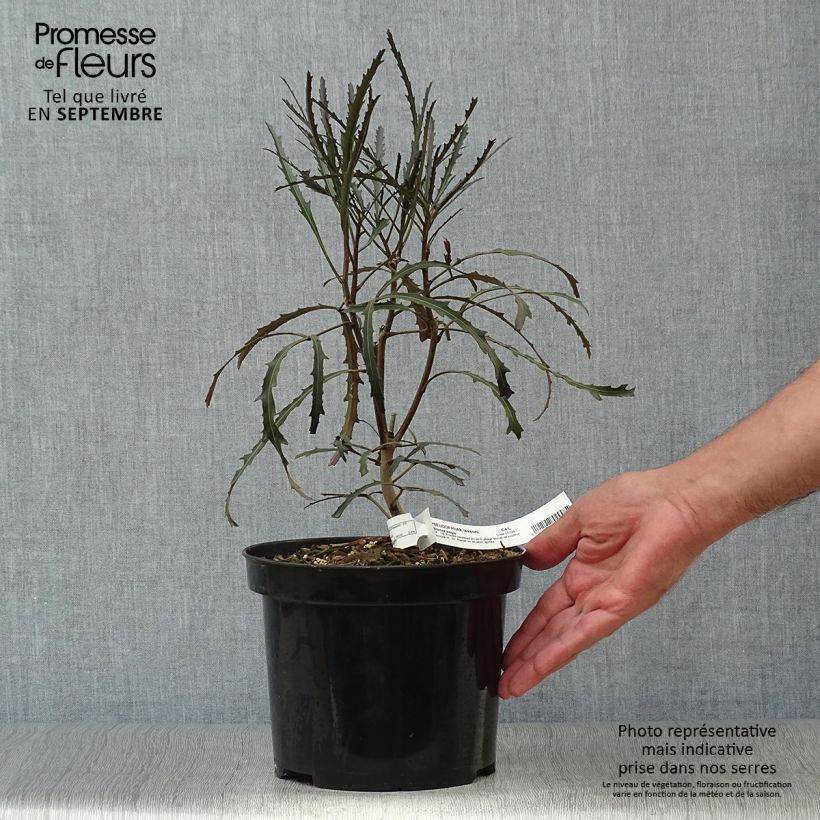 Pseudopanax Bronze Eagle Pot de 3L/4L sample as delivered in autumn