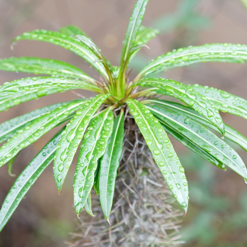 Pachypodium lamerei - Madagascar palm (Foliage)