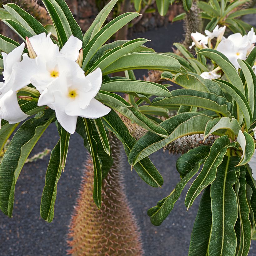 Pachypodium lamerei - Madagascar palm (Flowering)