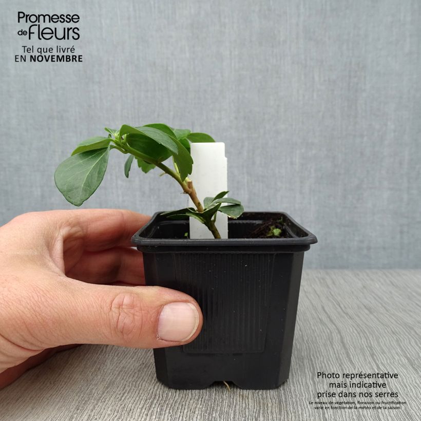 Pachysandra terminalis Godet de 9cm sample as delivered in autumn