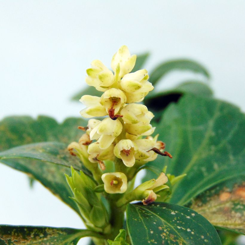 Pachysandra terminalis Green Carpet - Japanese Spurge (Flowering)