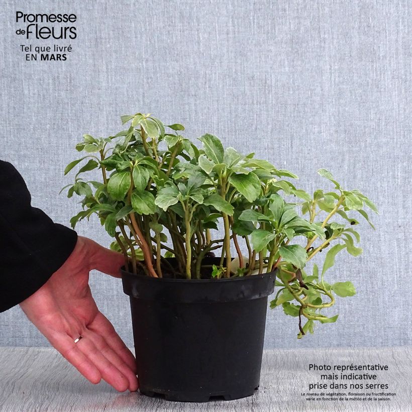 Pachysandra terminalis Green Sheen - Japanese Spurge 2L/3L pot sample as delivered in winter