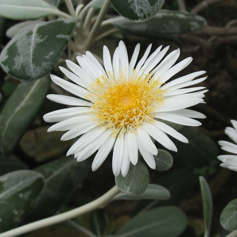 Pachystegia insignis Daizea (Flowering)