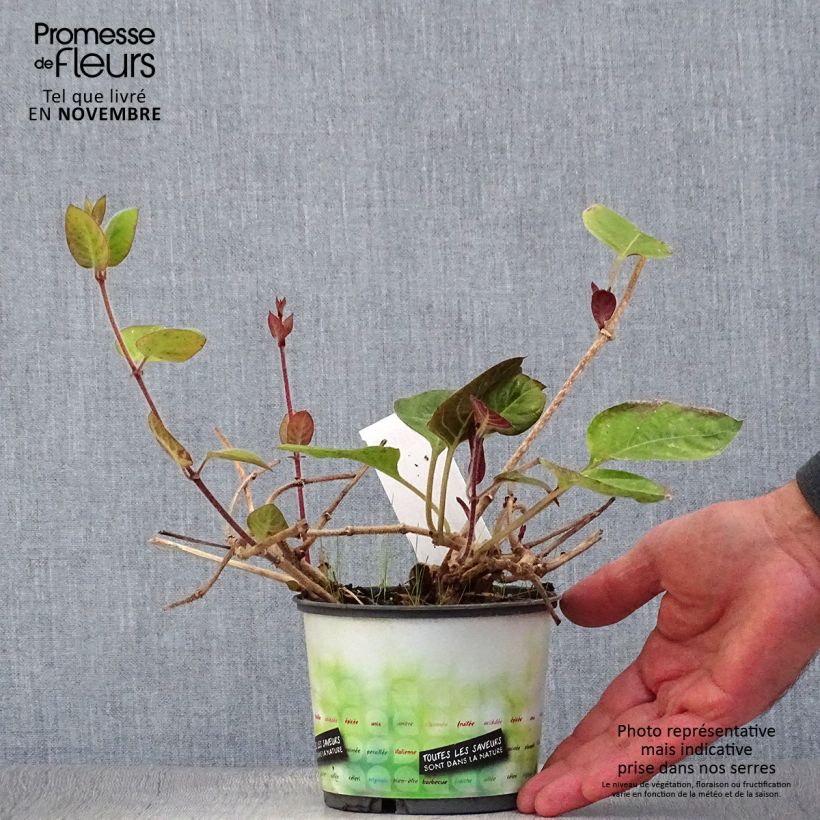 Paederia lanuginosa - Plante fromage Pot de 1L sample as delivered in autumn