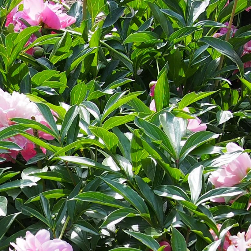 Paeonia lactiflora Edulis Superba (Foliage)