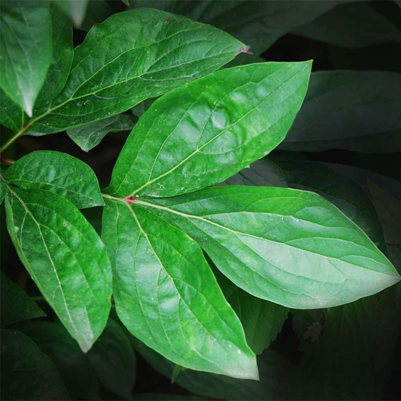 Paeonia lactiflora Immaculée (Foliage)