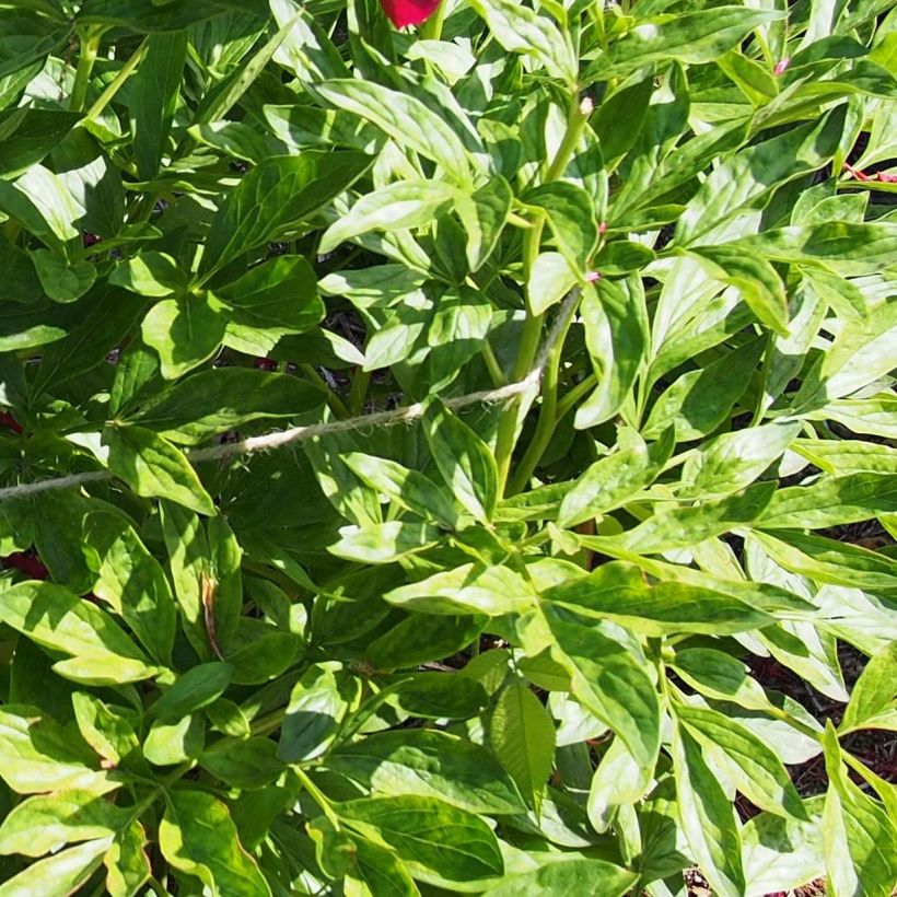 Paeonia lactiflora Red Charm (Foliage)