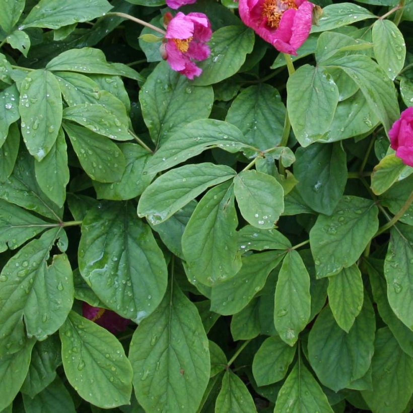 Paeonia mascula  (Foliage)