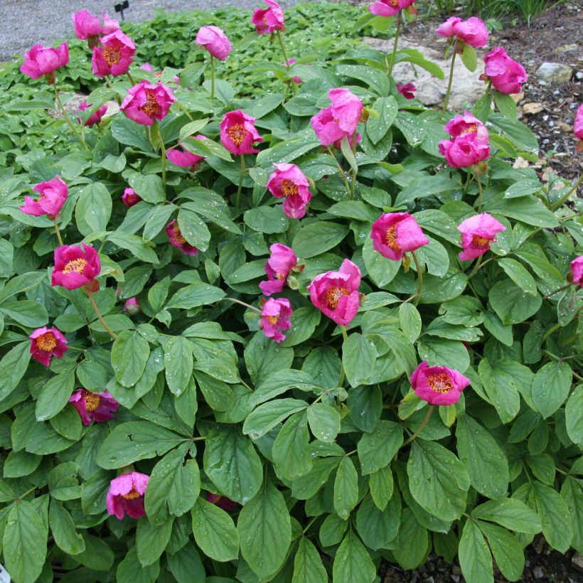 Paeonia mascula  (Plant habit)