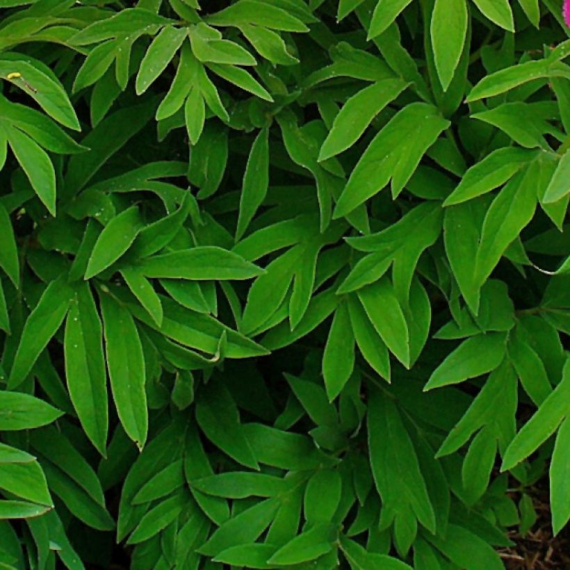 Paeonia officinalis Mollis (Foliage)
