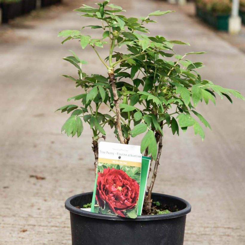 Paeonia suffruticosa Wu Jin Yao Hui - Tree Peony (Plant habit)
