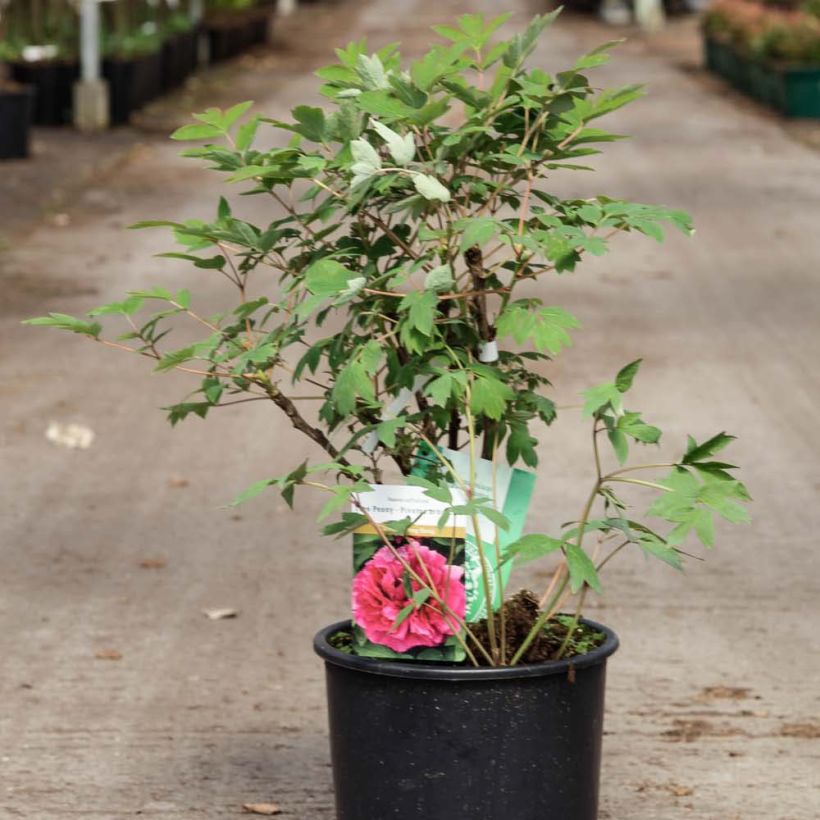 Paeonia suffruticosa Wu Long Peng Sheng - Tree Peony (Plant habit)
