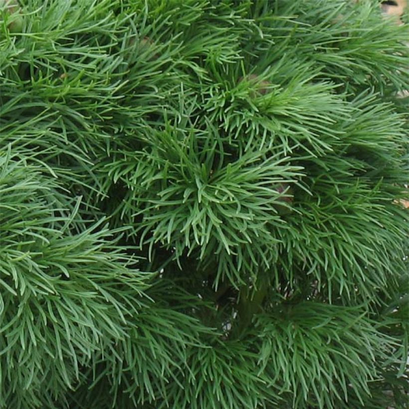 Paeonia tenuifolia Plena (Foliage)