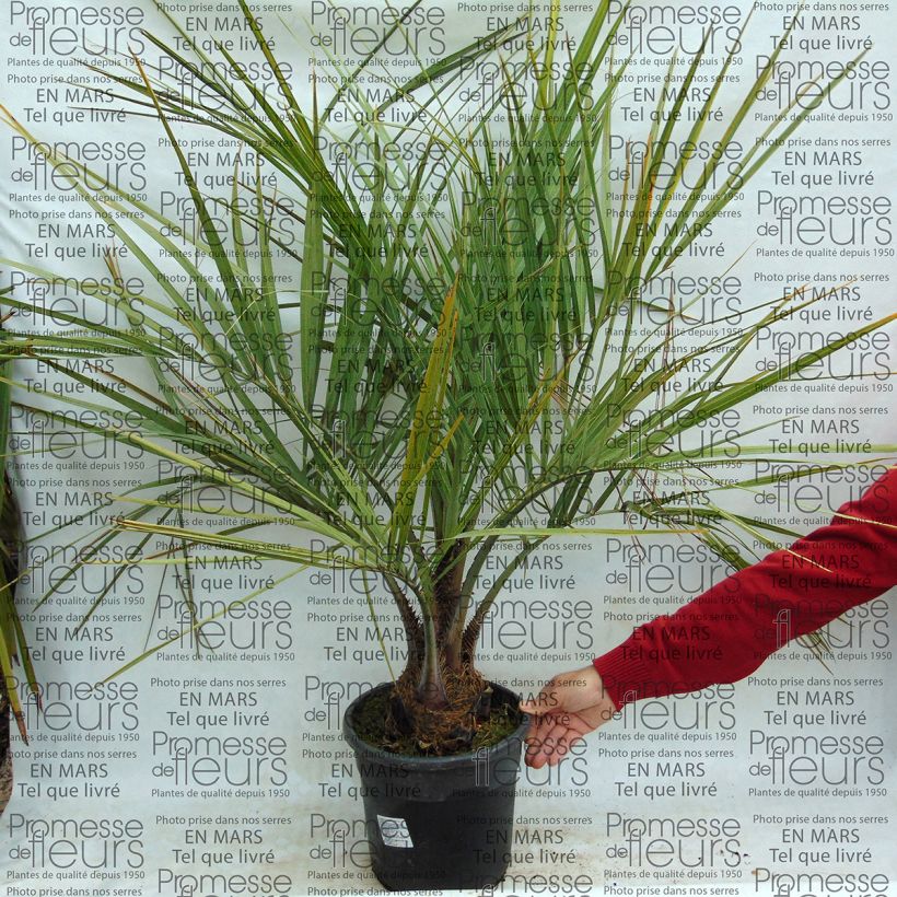 Example of Butia capitata - Wine Palm specimen as delivered