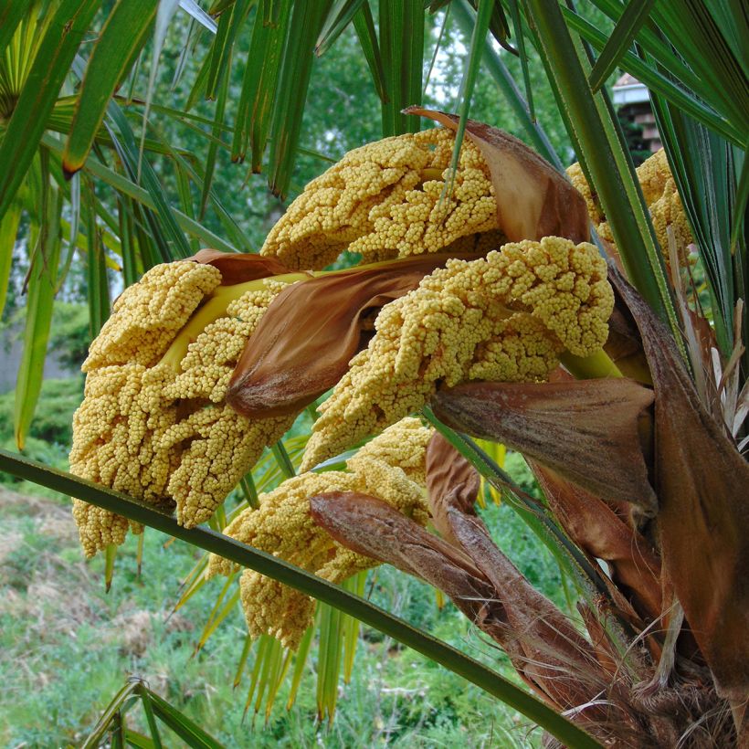 Trachycarpus fortunei - Chinese Windmill Palm (Flowering)