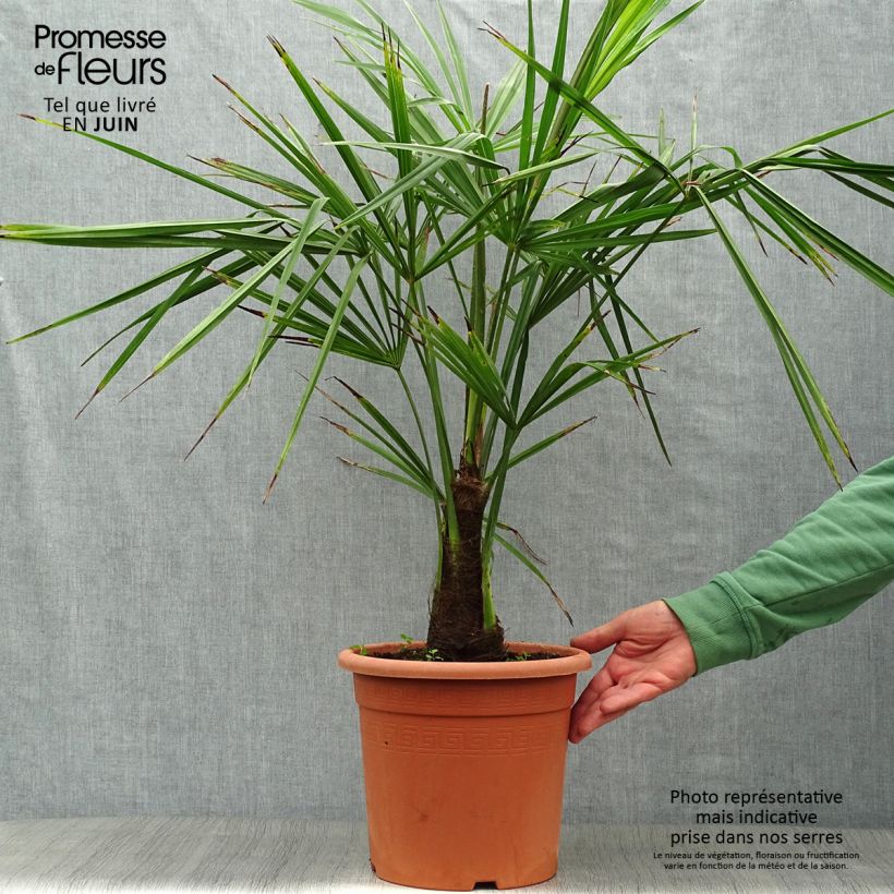 Trachycarpus fortunei - Chinese Windmill Palm 6L/7L pot sample as delivered in summer