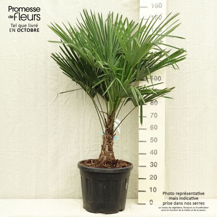 Palmier de Chine - Trachycarpus fortunei pot de 18L/20L sample as delivered in autumn