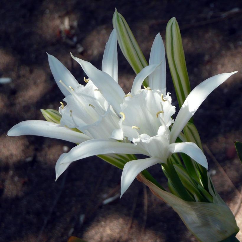 Pancratium maritimum - Sand Lily (Flowering)