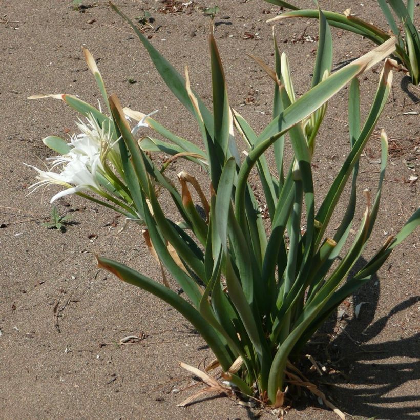 Pancratium maritimum - Sand Lily (Plant habit)