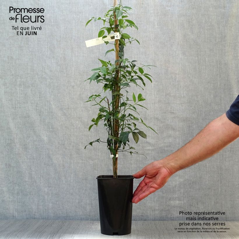 Pandorea jasminoïdes Alba - Bower Vine 2L/3L pot sample as delivered in summer