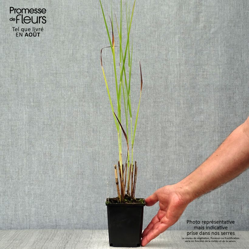 Panicum virgatum Cloud Nine - Switchgrass 8/9 cm pot sample as delivered in summer
