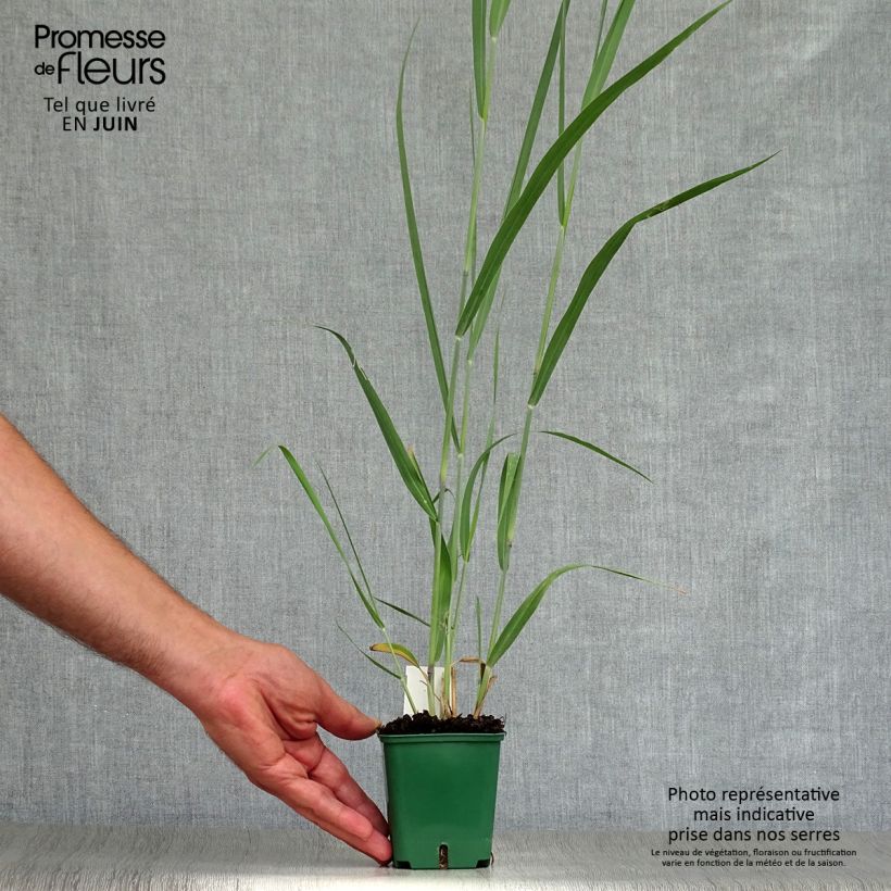 Panicum virgatum Dallas Blues - Switchgrass 8/9 cm pot sample as delivered in summer