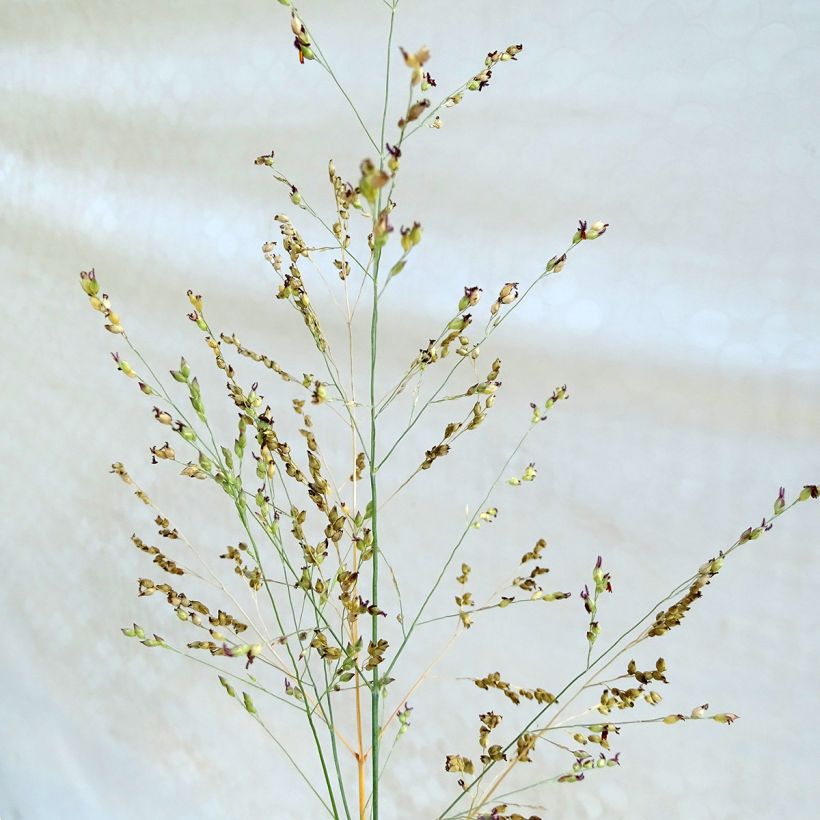 Panicum virgatum Heavy Metal - Switchgrass (Flowering)
