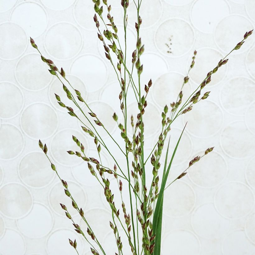 Panicum virgatum Heiliger Hain - Switchgrass (Flowering)